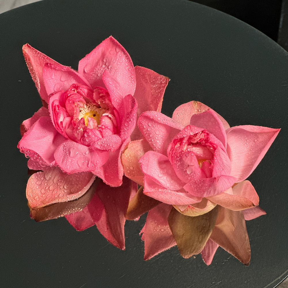 Pink Lotus