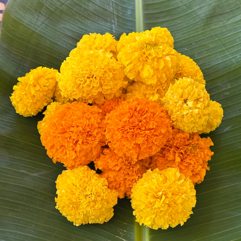 Marigold Flower
