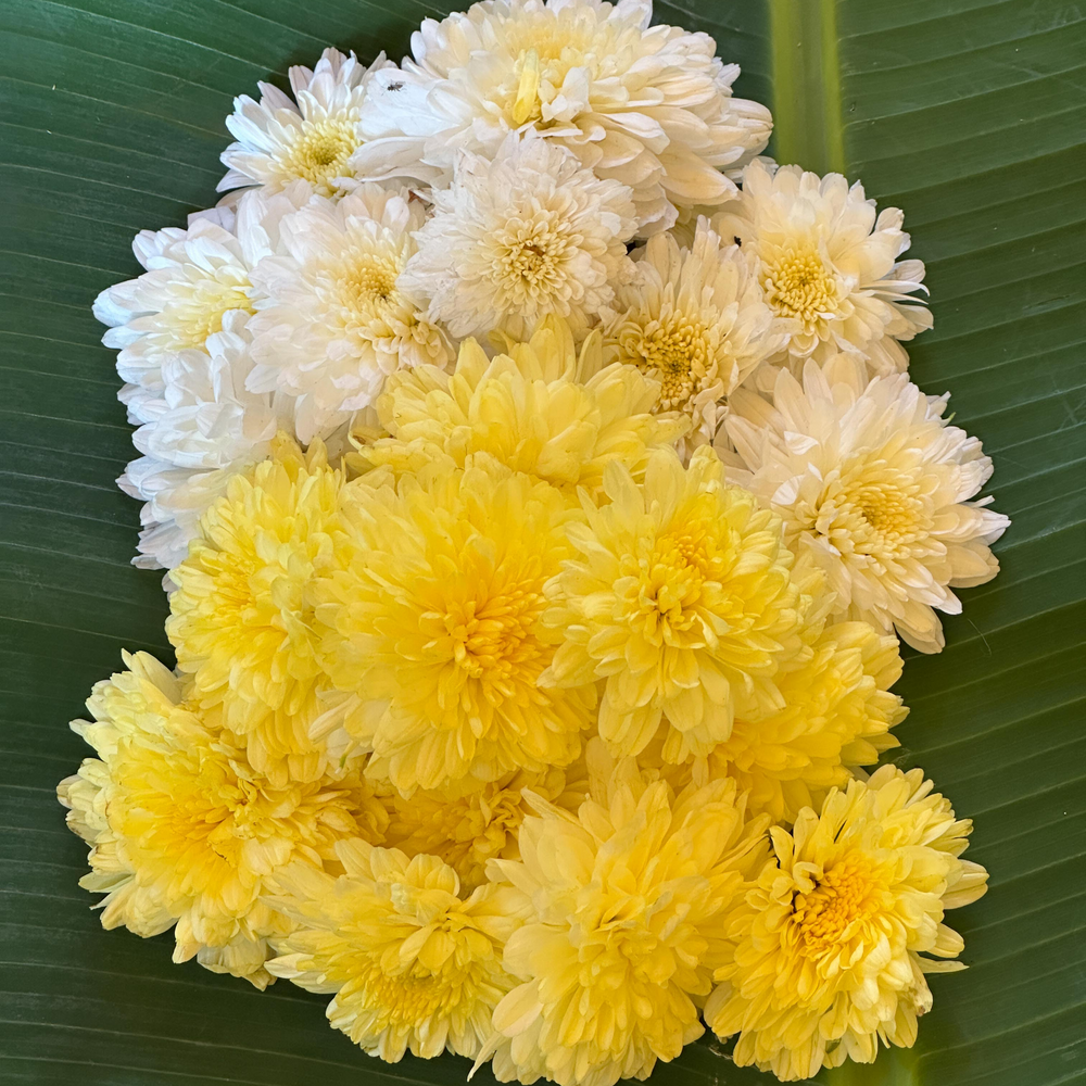 Marigold & Shevanti