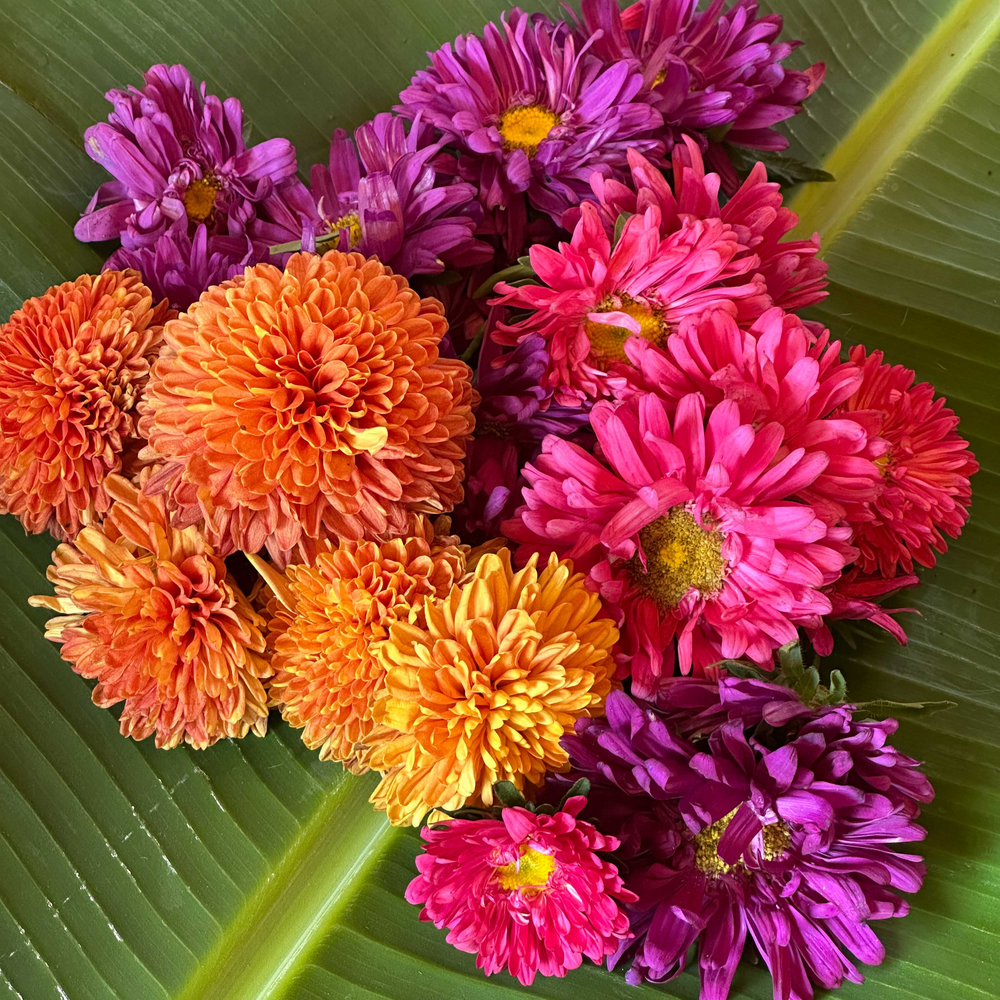 Mixed Aster & Marigold