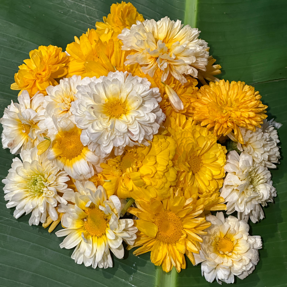 Mixed Shevanti