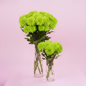 Green Chrysanthemum