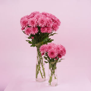 Pink Chrysanthemum