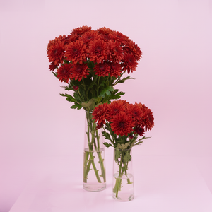 Red Chrysanthemum
