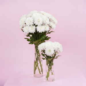White Chrysanthemum