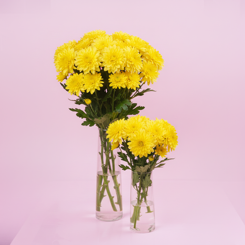 Yellow Chrysanthemum
