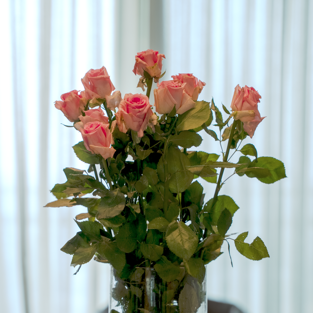Rose Flower