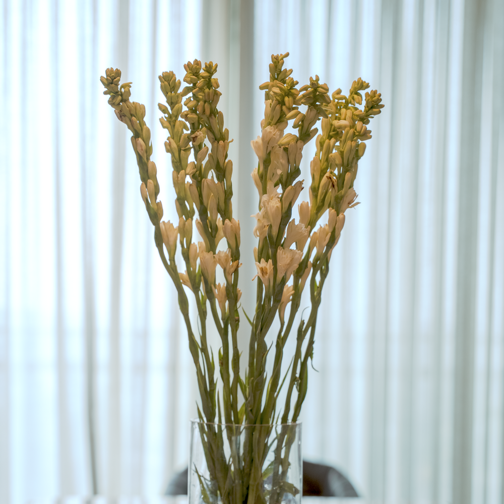 Tuberose (Rajniganda) [Bunch]