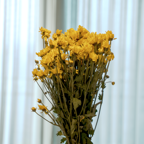 Chrysanthemum