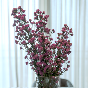 Chrysanthemum