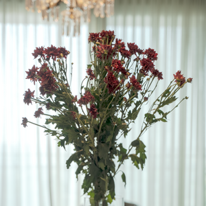 Chrysanthemum