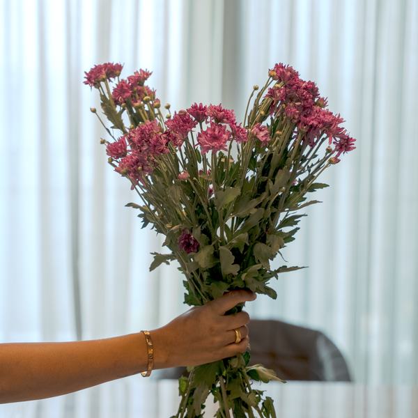 Chrysanthemum
