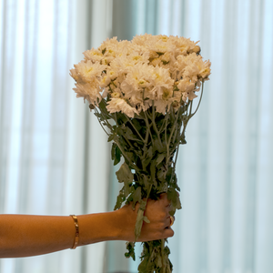 Chrysanthemum