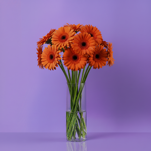 Gerbera Orange