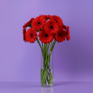 Gerbera Red