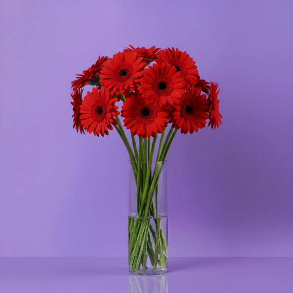 Gerbera Red