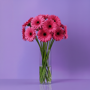 Gerbera Pink