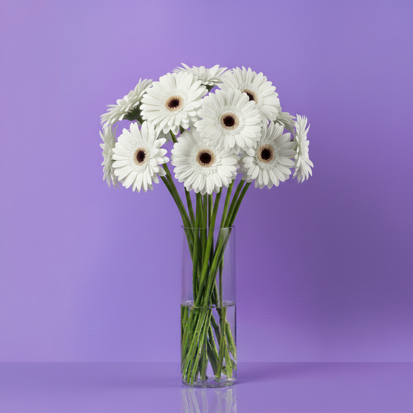 Gerbera White