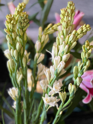 Tuberose (Rajniganda) [Bunch]