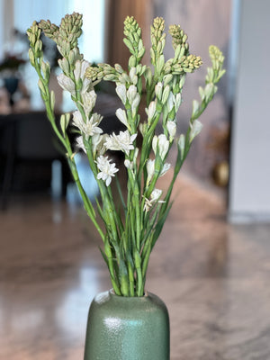 Tuberose (Rajniganda) [Bunch]