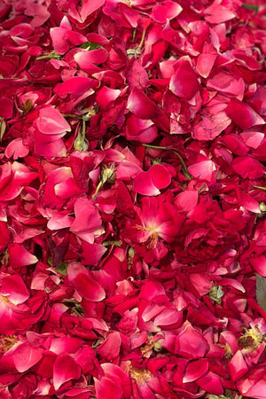 Rose Petals