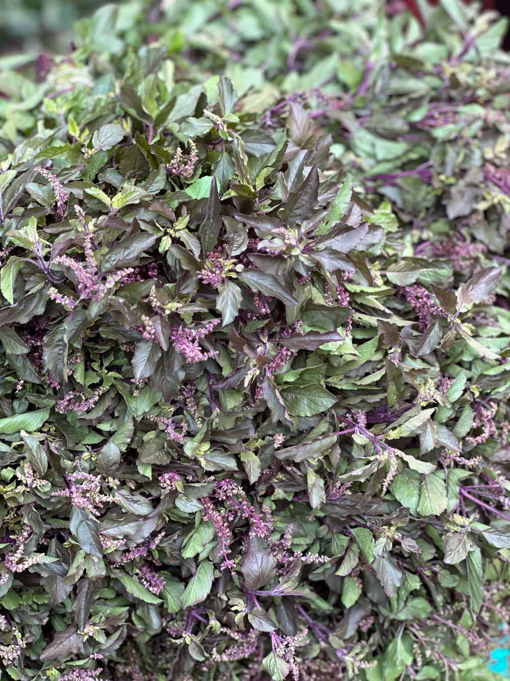 Tulsi Leaves