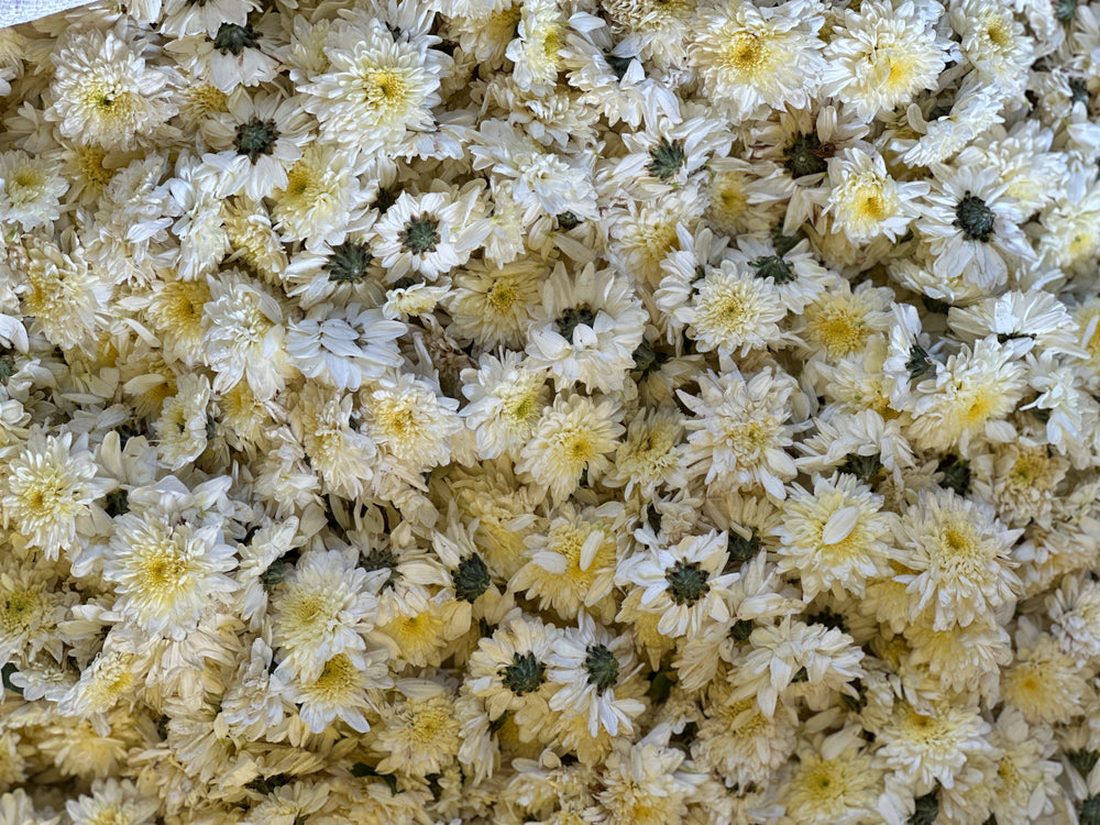 White Chrysanthemum