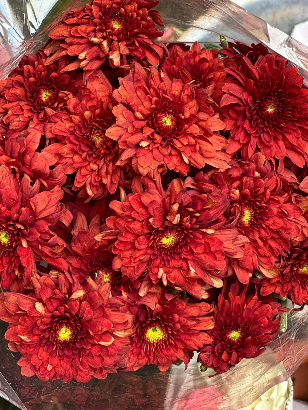 Regular Chrysanthemum