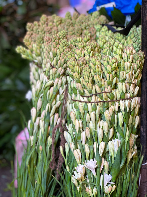 Tuberose (Rajniganda) [Bunch]