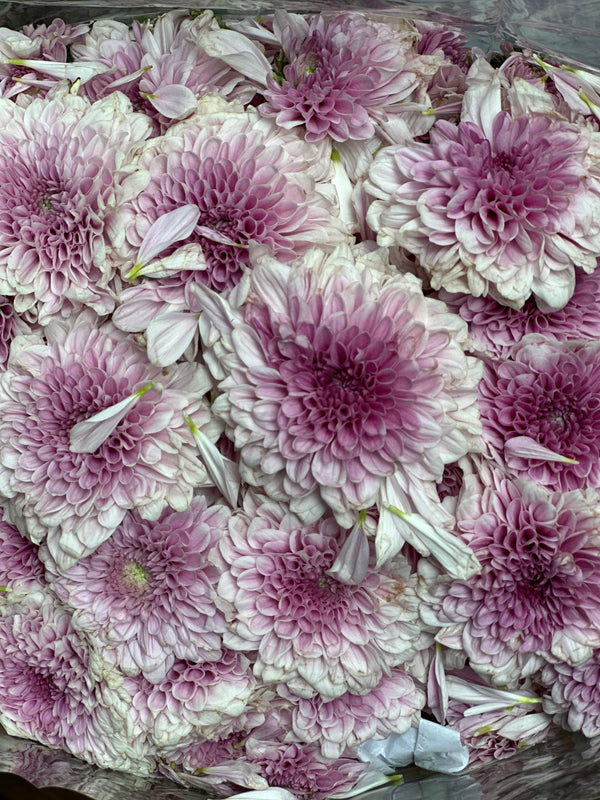 Shevanti/Chrysanthemum (Mixed Colours)