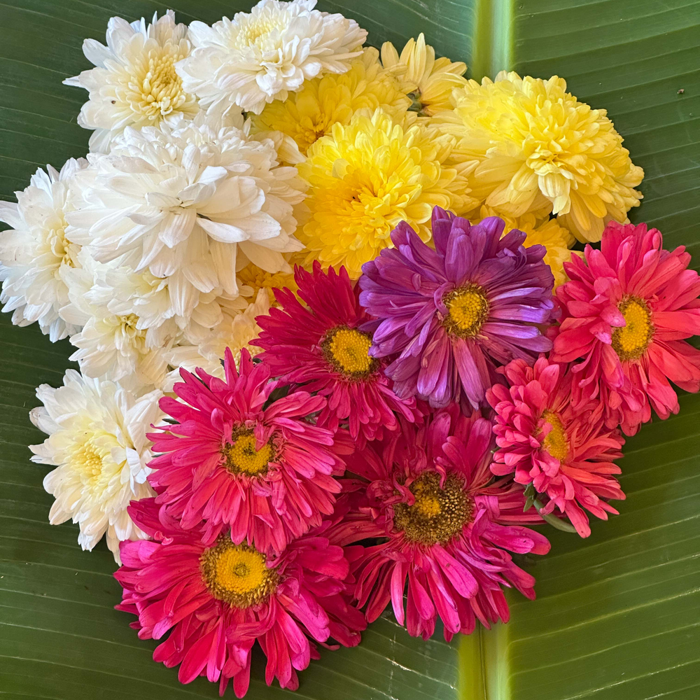 Mixed Marigold & Shevanti