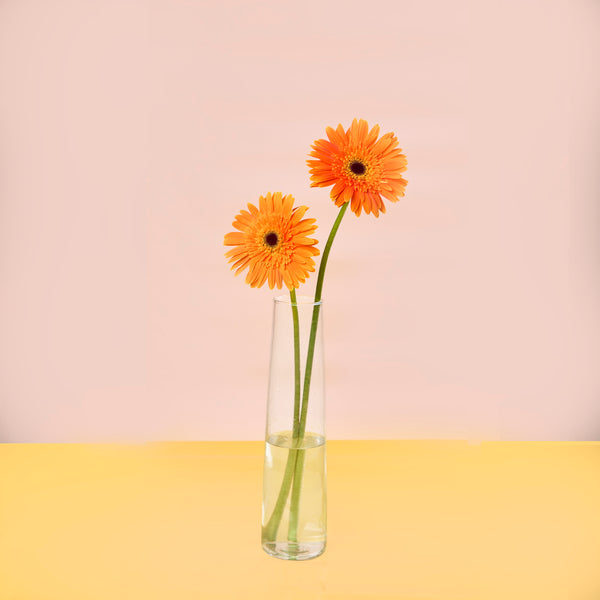 Gerbera Orange