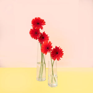 Gerbera Red