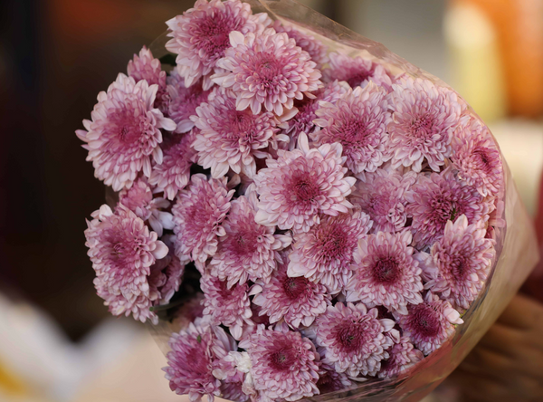 Regular Chrysanthemum