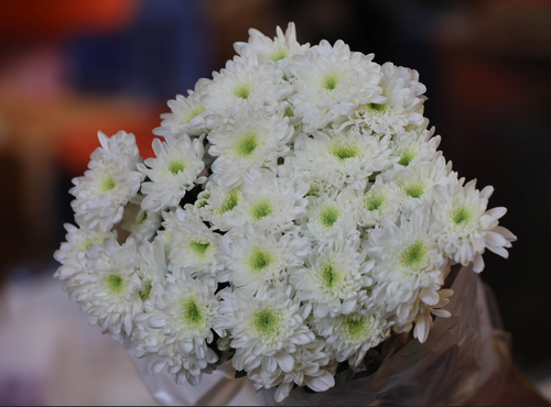 Chrysanthemum