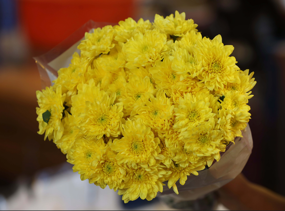 Chrysanthemum