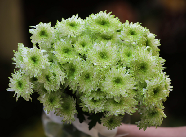 Chrysanthemum