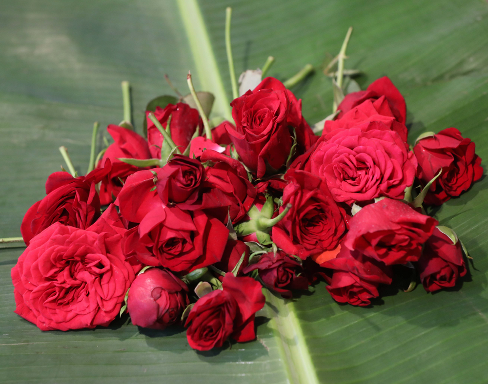 Rose Buds