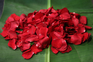 Rose Petals