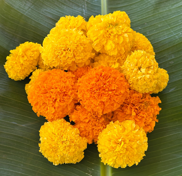 Marigold Flower