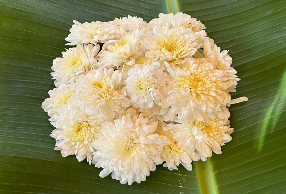 White Chrysanthemum