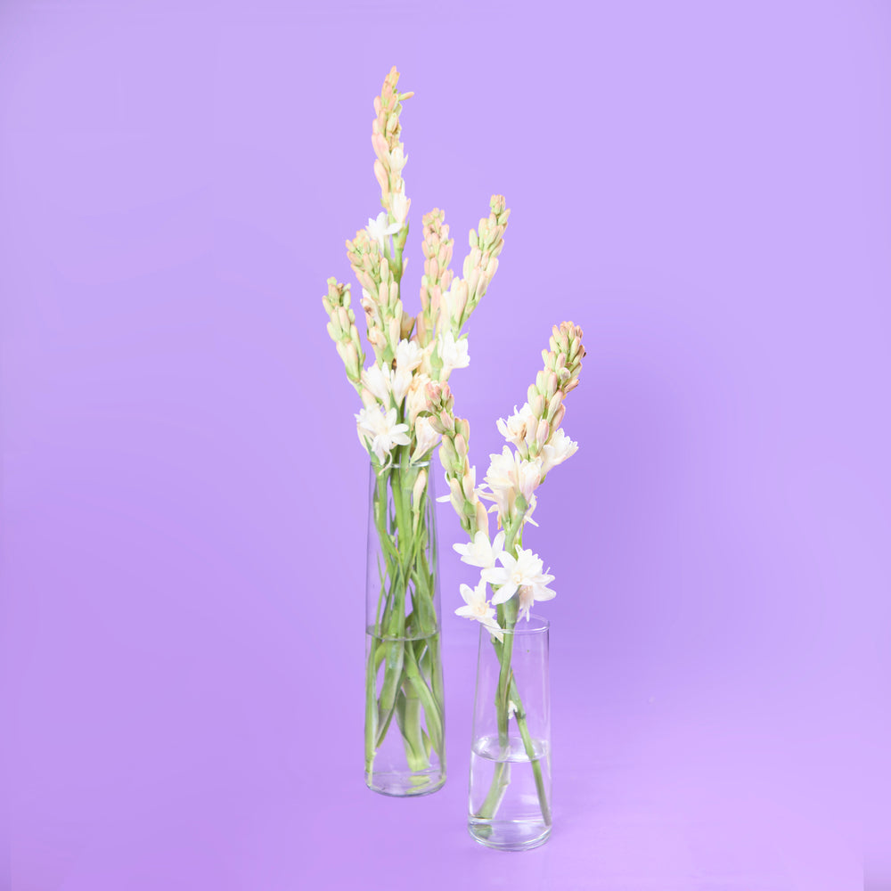 Tuberose (Rajniganda) [Bunch]