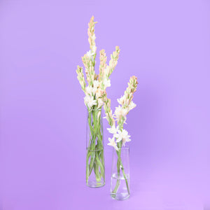Tuberose (Rajniganda)