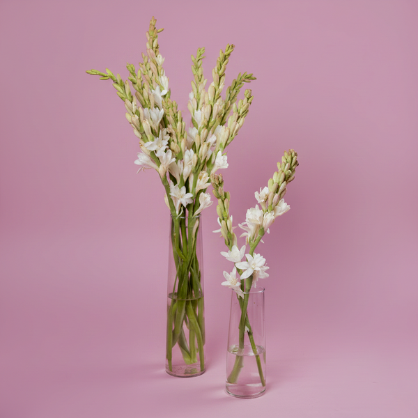 Tuberose (Rajniganda)