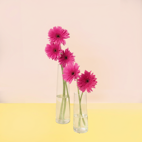 Gerbera Pink
