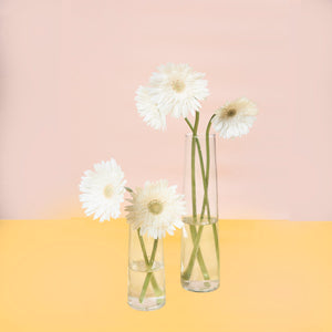 Gerbera White