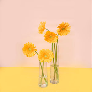 Gerbera Yellow