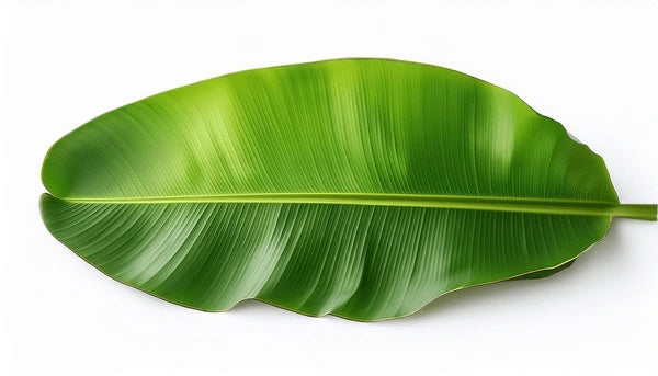 Banana Leaves