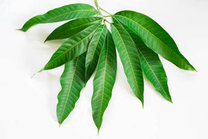 Mango Leaves Bunch