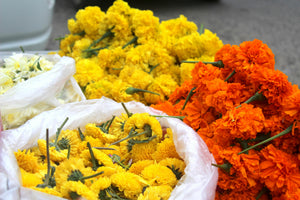 Only Marigold (Mixed colours)